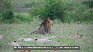 Lion Roars vs Cheetah Calls: 10 Key Differences