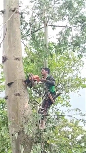 Amazing skills tree feeling Techniques Woodworking projects #shorts #treecutting #chainsaw 5156