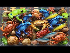 Finding Catching Reptiles in Secret Wild Locations | Under Rocks, Mud & Deep Forest Discovery