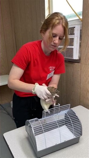 skill 44 rat restraint