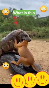 125K views · 404 reactions | Wat is this  #reelschallenge #dancers #singapore #couple #challenge #monkey #Pakistan #millionairemindset #singa #millionviews | Rosse Rosse | Facebook