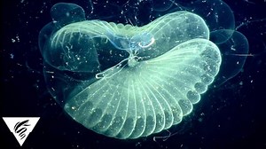 Ocean Life Eats Tons of Plastic—Here’s Why That Matters