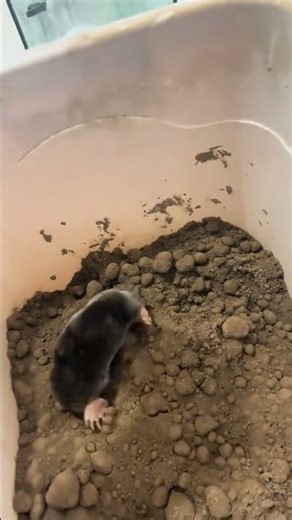 Pet mole impressively burrows in container of soil in Heilongjiang, China