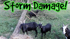 Goats aren't bother by Oklahoma storm damage. A huge storm rolled in and knocked out our electric for 3 days. The storm also blew over several of our big trees on our property. The goats wasn't scared and started eating the trees. I think we lost the quail eggs in the incubator. #goats #tornado #oklahomastorm | Hidden Heights Farm