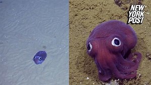 This real-life squid is cuter than a cartoon character