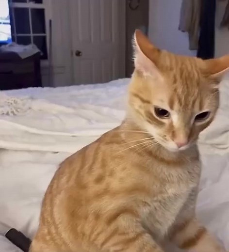 Funny Animals | Animal Story