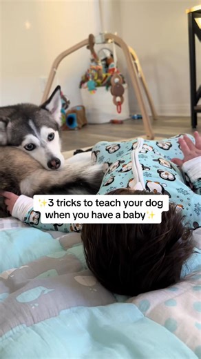 39K views · 1.1K reactions | ✨3 tricks to teach your dog when you have a baby✨ #dogs #dogandbaby #dog #smartdog #fyp | Alex Smart Dog | Facebook