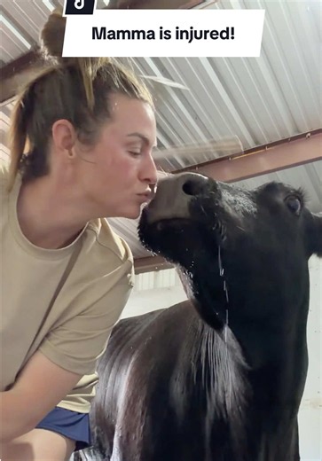 Mamma cow cracked her hoof! #cow #cowmom #cowsoftiktok #veterinarian #cattle