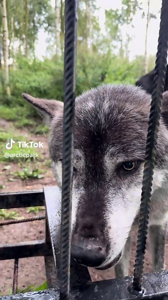 Akela: The Majestic Black Wolf