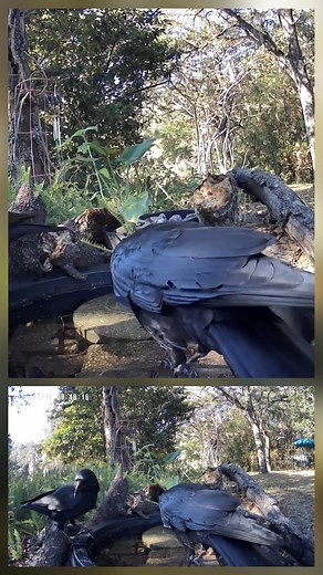 I just love watching the crows in my backyard; they're such smart birds! Did you know they can even recognize human faces? They're so curious and always seem to be up something ✌️ #CrowsofInstagram #crows #FeatheredFriends #birds #birdwatching #reggiekayereels #NatureEscape | Reggie Kaye