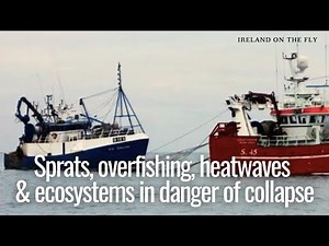 Sprats, overfishing, heatwaves & ecosystems in danger of collapse
