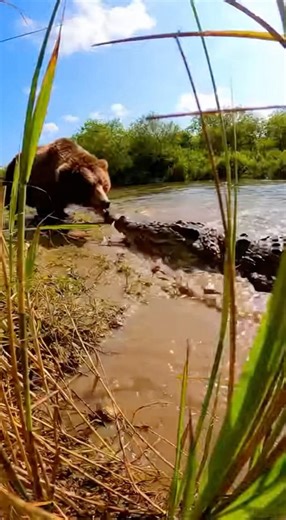 Savage Showdown: Crocodile Tries to Attack a Bear 🐊🐻 #Wildlife #Nature #WildAnimals #ViralVideo