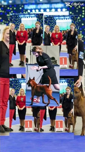 BEST OF THE BEST! 💪This dog surpassed everyone! #dogs #showchampion #dogshorts