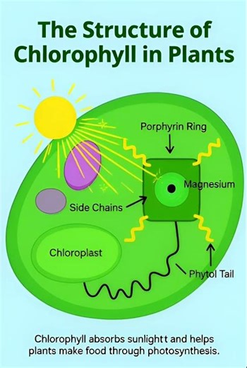 Structure of chlorophyll in plants.#biology #science #plants #chlorophyll