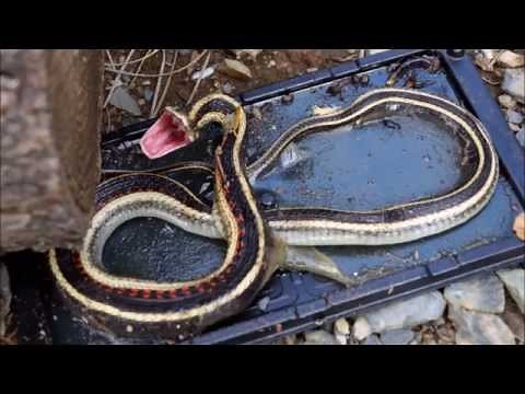 The surprising adventures of a snake and a glue trap.
