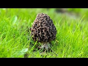 All about Morchella esculenta morel hunting