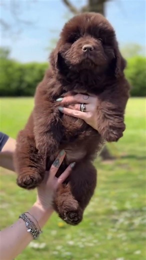 Meet the Lovable Newfoundland! 🐾