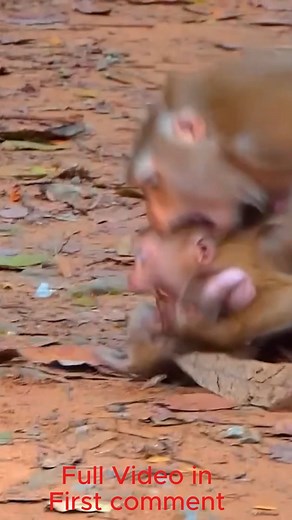 Heartbreaking Moment: Mom Libby Saves Baby Leo from Amanda’s Cruel Kidnapping | Cute Babies Monkey