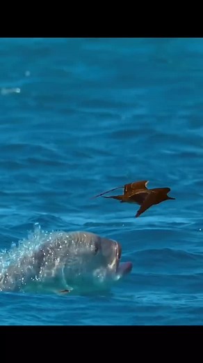 OCEAN • WILDLIFE • ADVENTURE | Flying fish are some of the ocean’s most remarkable creatures, using their ability to leap out of the water and glide through the air as a... | Instagram
