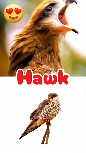 Learn Bird Names for Kids | Stork, Kingfisher, Flamingo, Hawk, Canary | #shorts