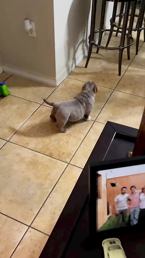 Micro Exotic Lilac American Bully Puppies - Izaguirre Bulls