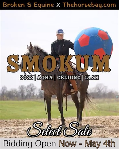 Smokum | AQHA Quarter Horse for Sale | Versatile Ranch, Rope & English Prospect