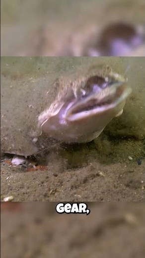 Angel Sharks: They're VANISHING?! 💔
