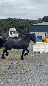 Look at that for a 2 year old 👌👌👌👌👌 will be for sale this week half Friesian by Rolex and beautiful cob mare . Mother and father in comments. | Dublin Horses