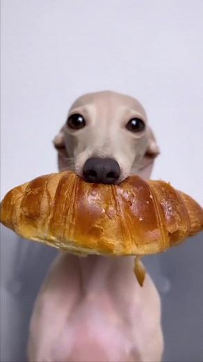 Croissant vs Quasooo: Which One Will You Choose?