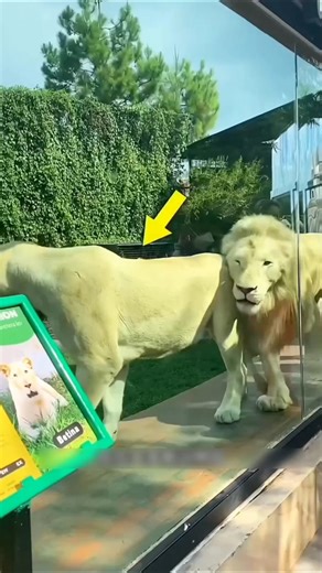 This Glass Can Stop ANY Animal Attack 😳 #shorts #shortvideo