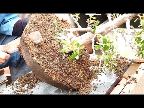 サツキの剪定と植え替え