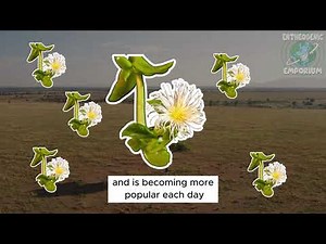 What is Kanna? Fermented Sceletium Tortuosum Part 1