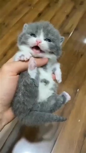 so cute #catsoftiktok #fyp #kitten #foryou #cutecat | Cute Kitten