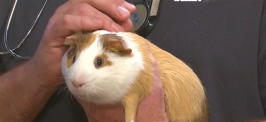 Rodent awareness week: Protect your home from mice and rats