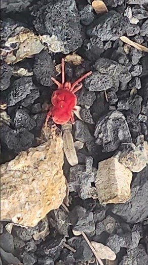 Underground Red Velvet Mites! The Fuzzy Red 'Trombidium holosericeum'