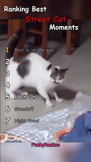 Ranking Best Street Cat Moments!