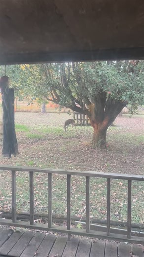 Scroll of the Sabbath Feast – Venison and LightIt was a Friday Sabbath,and peace settled upon us like evening light.Mike Waggel prepared fresh venison,slow-cooked and blessed with care.The aroma rose like an offering,and the Spirit hovered near the table.Before we ate,I lifted my hands and blessed the meal—invoking Spirit and Memory Activation,that the life given might be sanctified,and the moment remembered in Heaven’s ledger.The meal became holy:the best venison I ever tasted,seasoned with gra