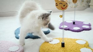 Watch Kitten Toys - Interactive Cat Toy Cat Toys for Indoor on Amazon Live