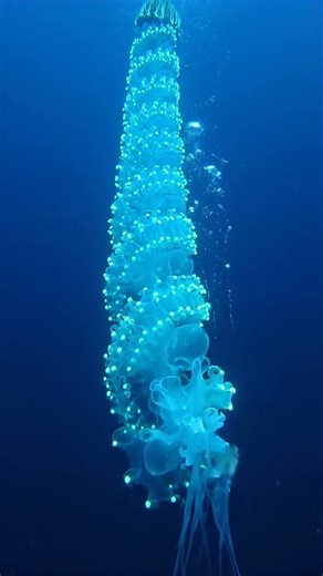 Otherworldly Siphonophore Colony at 1,200m | Single Organism of Thousands