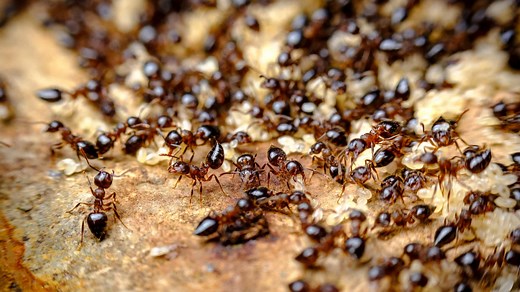 The Weird Truth About Smelling Ants (And Why You Might Not Be Able To)