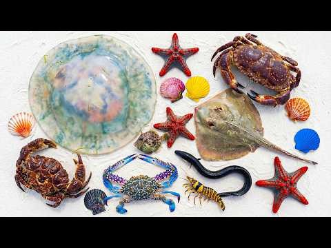 🌊 Coastal Foraging!🪼Jellyfish🐟Goby Fish ⚫Black Eel 🦀Rock Crab,🦐Hornet Caridina Shrimp & ⭐ Starfish!