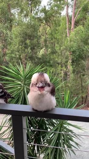 Juvenile Laughing Kookaburra: Behavior, Diet, and Funny Moments