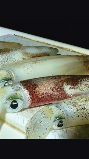 Fuzzy (@fuzzy_fishing)’s videos with original sound - TKR