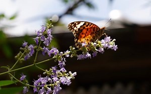 「めちゃ素敵！」山本美月が投稿した自然写真が話題に