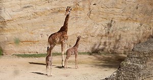 Comment s'appelle le bébé de la girafe ?