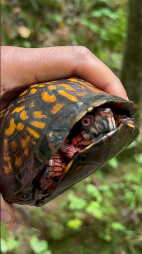 GEORGIA EASTERN BOX TURTLE 1/4 I caught