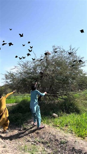 Dangerous crows hunting #farming #hunting #huntingbirds #harehunting #amazinghunting #birdhunting