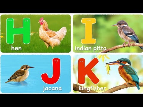 Birds Alphabet Song | ABC Safari Animals 18TH3011 | Nursery Rhyme for Kids | FT Kids Show