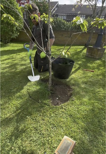 Tree Edging Transformation: From Wild to Tidy