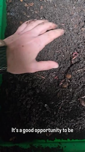 2.7K views · 36 reactions | A strong worm colony starts with simple checks. Here’s why population surveys are important!缾 | The Compost Kitchen | Facebook